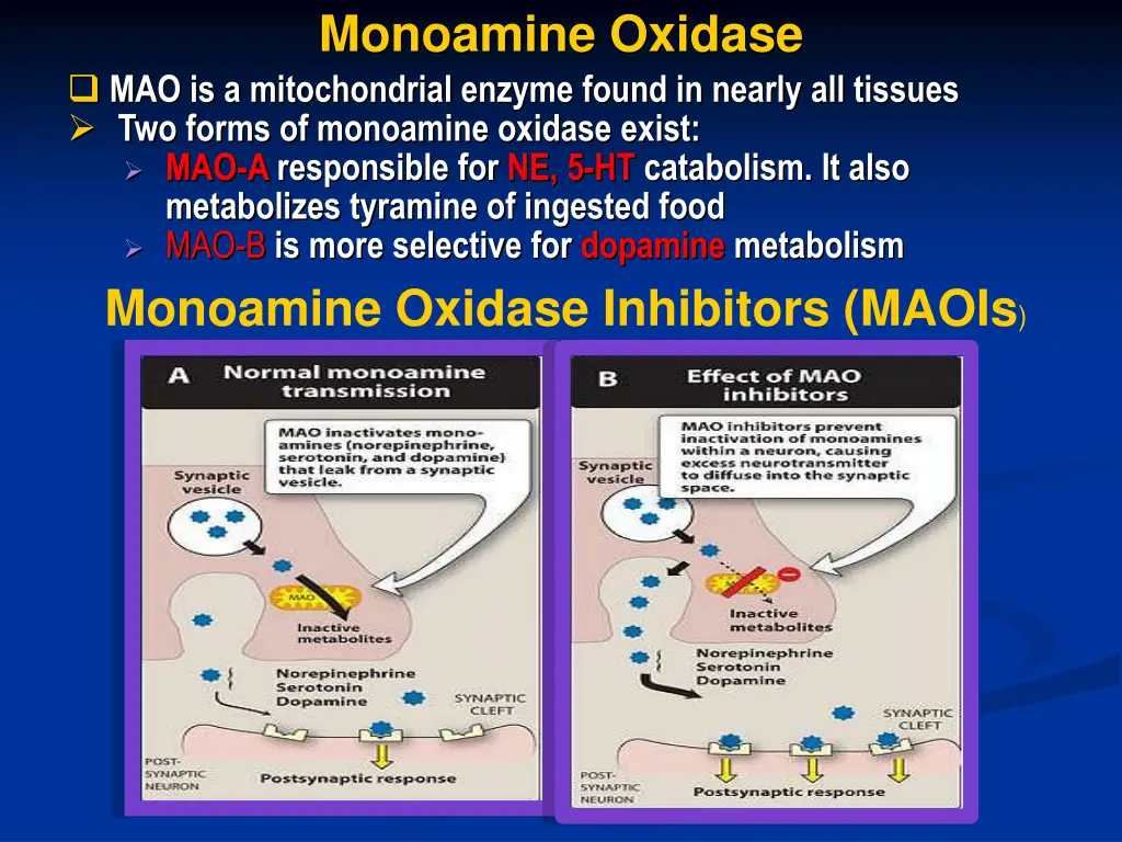 monoamine oxidase