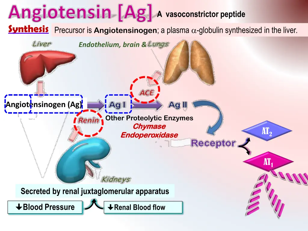 a vasoconstrictor peptide