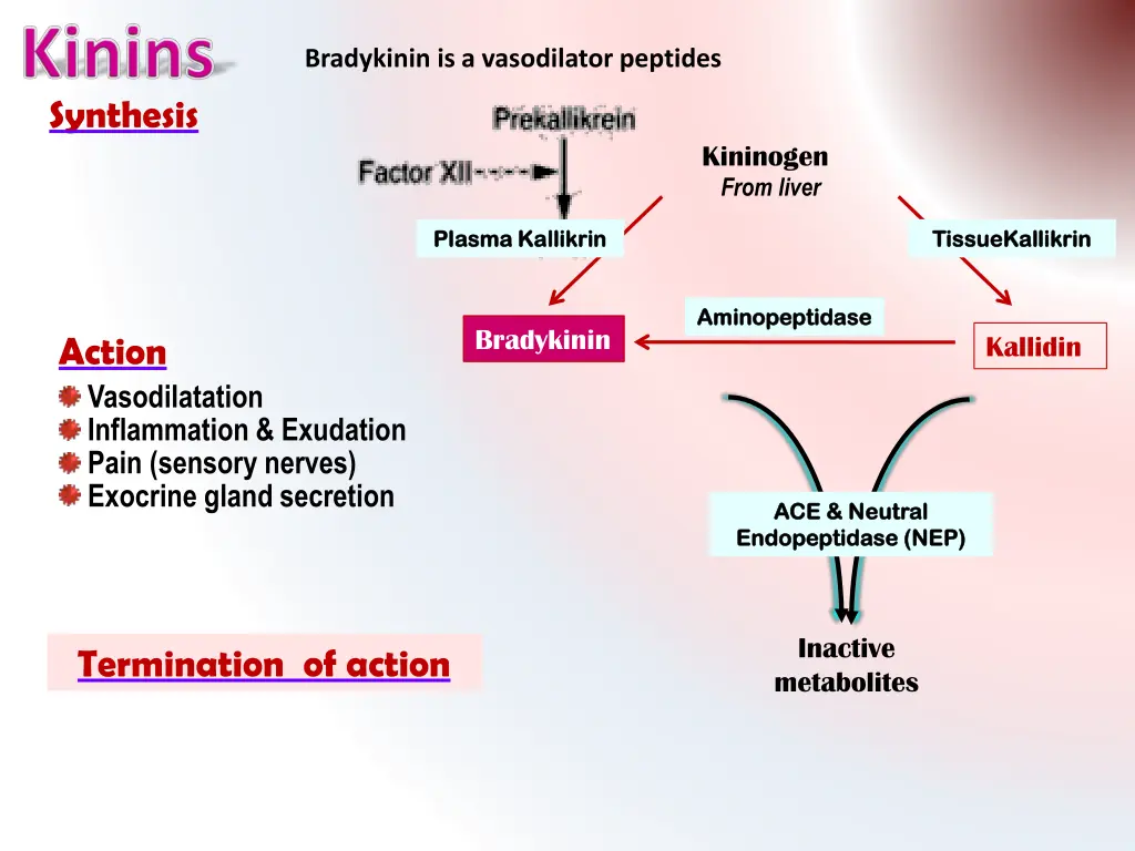 bradykinin is a vasodilator peptides