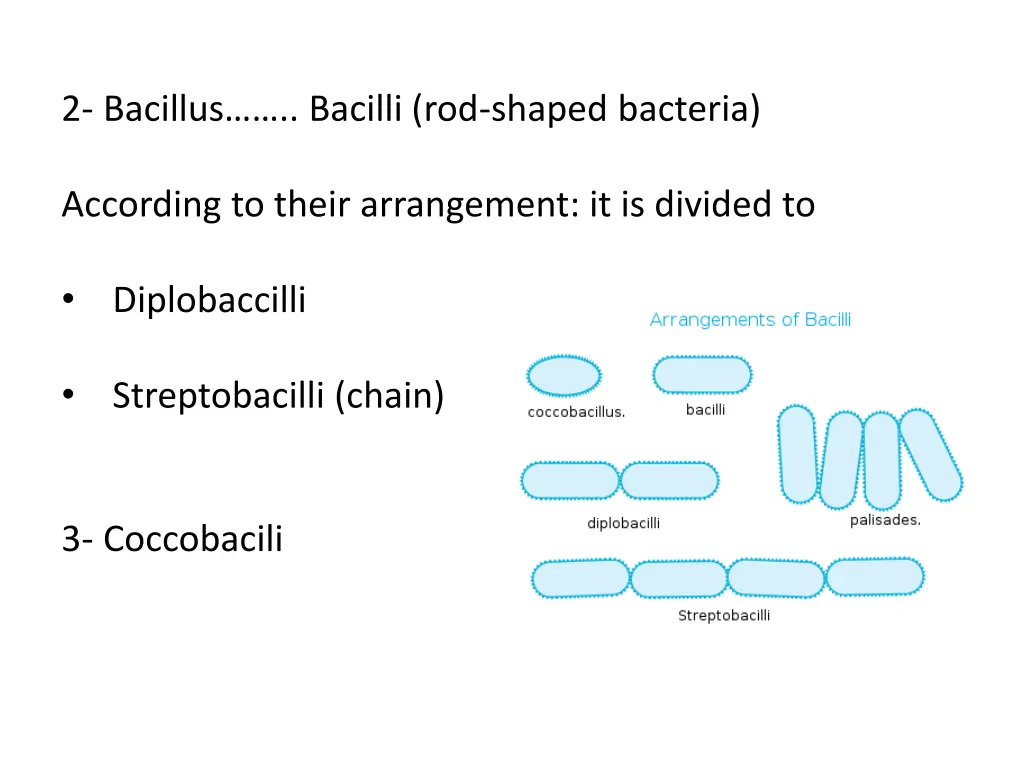 2 bacillus bacilli rod shaped bacteria