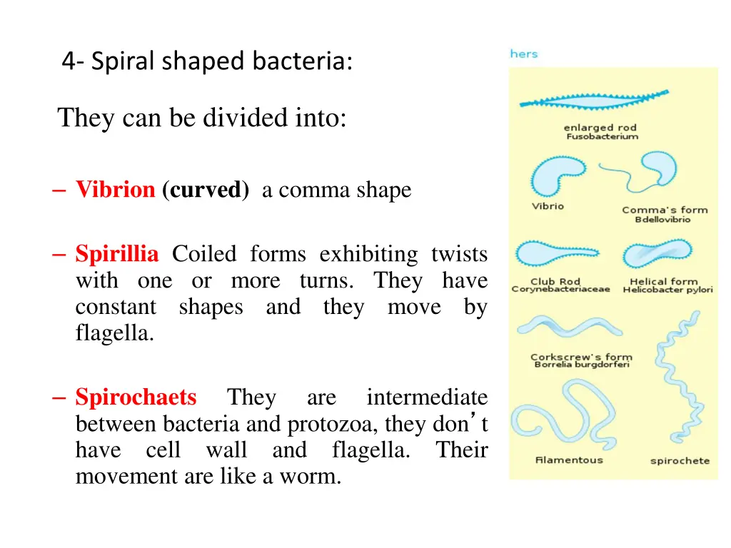 4 spiral shaped bacteria
