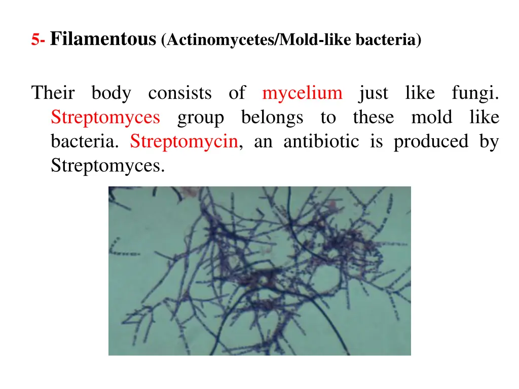 5 filamentous actinomycetes mold like bacteria