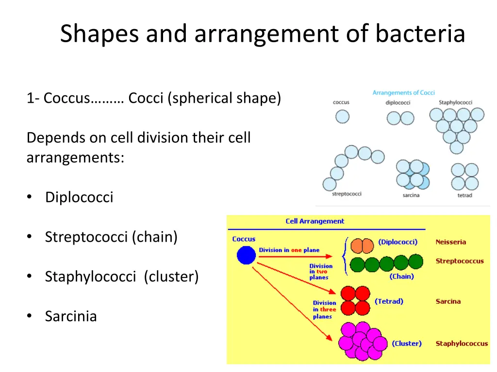 shapes and arrangement of bacteria