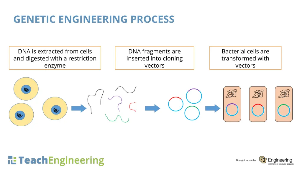 genetic engineering process