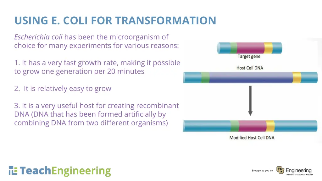 using e coli for transformation