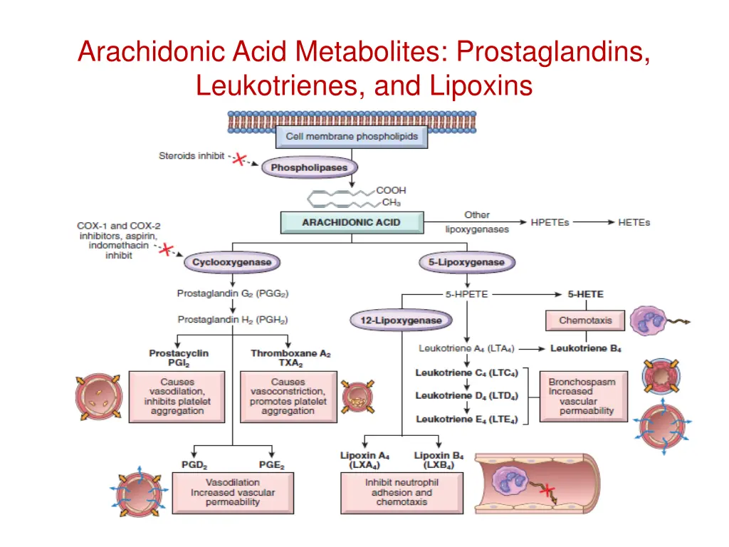 arachidonic acid metabolites prostaglandins
