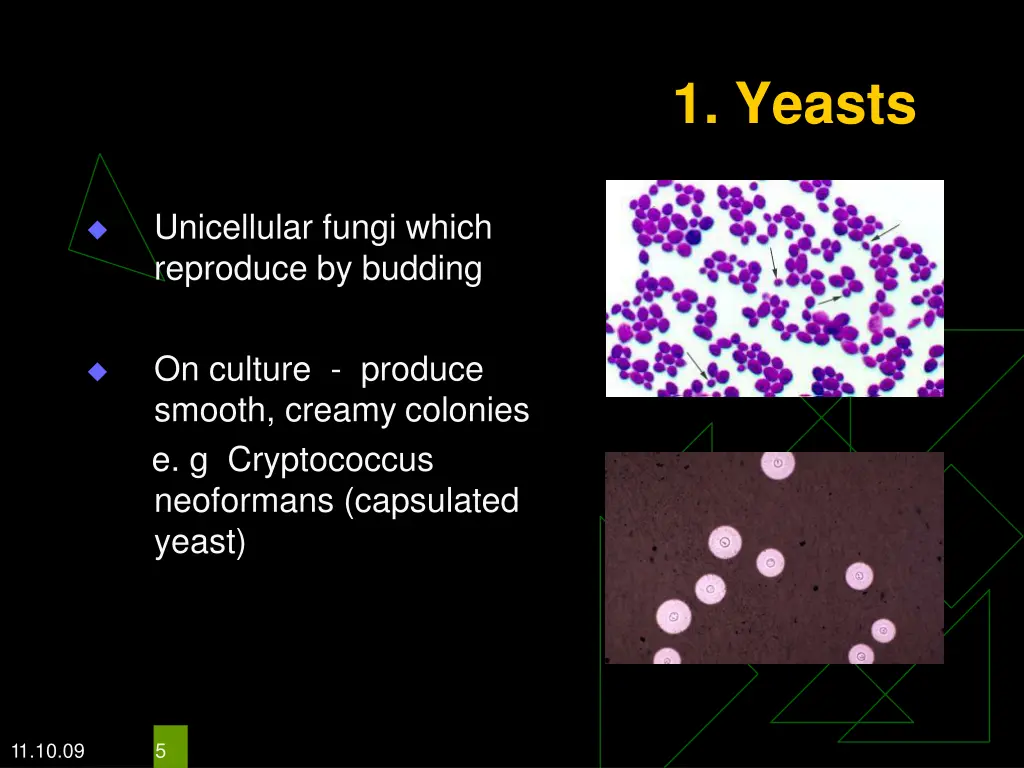 1 yeasts