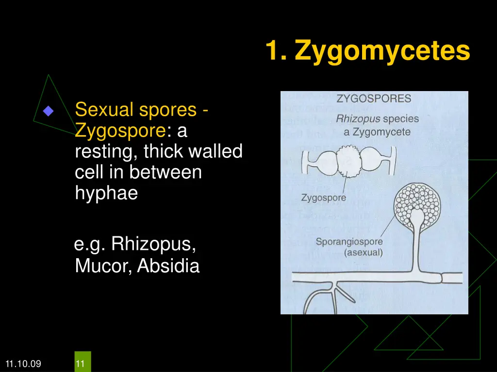 1 zygomycetes 1