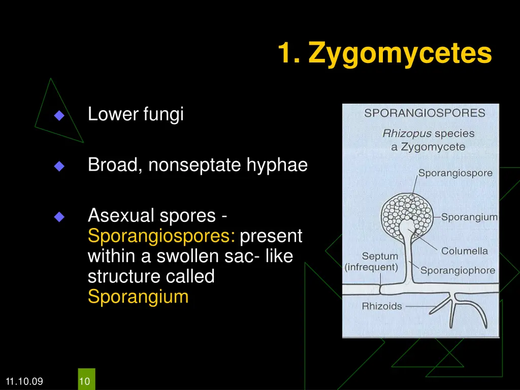 1 zygomycetes