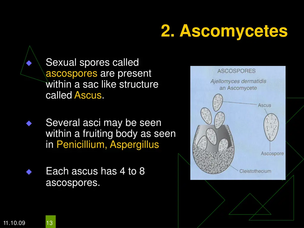2 ascomycetes 1
