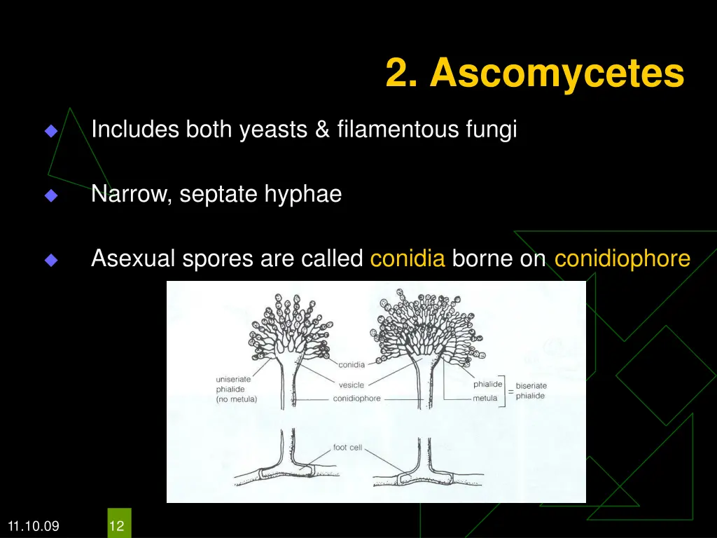 2 ascomycetes
