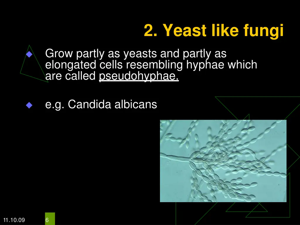 2 yeast like fungi