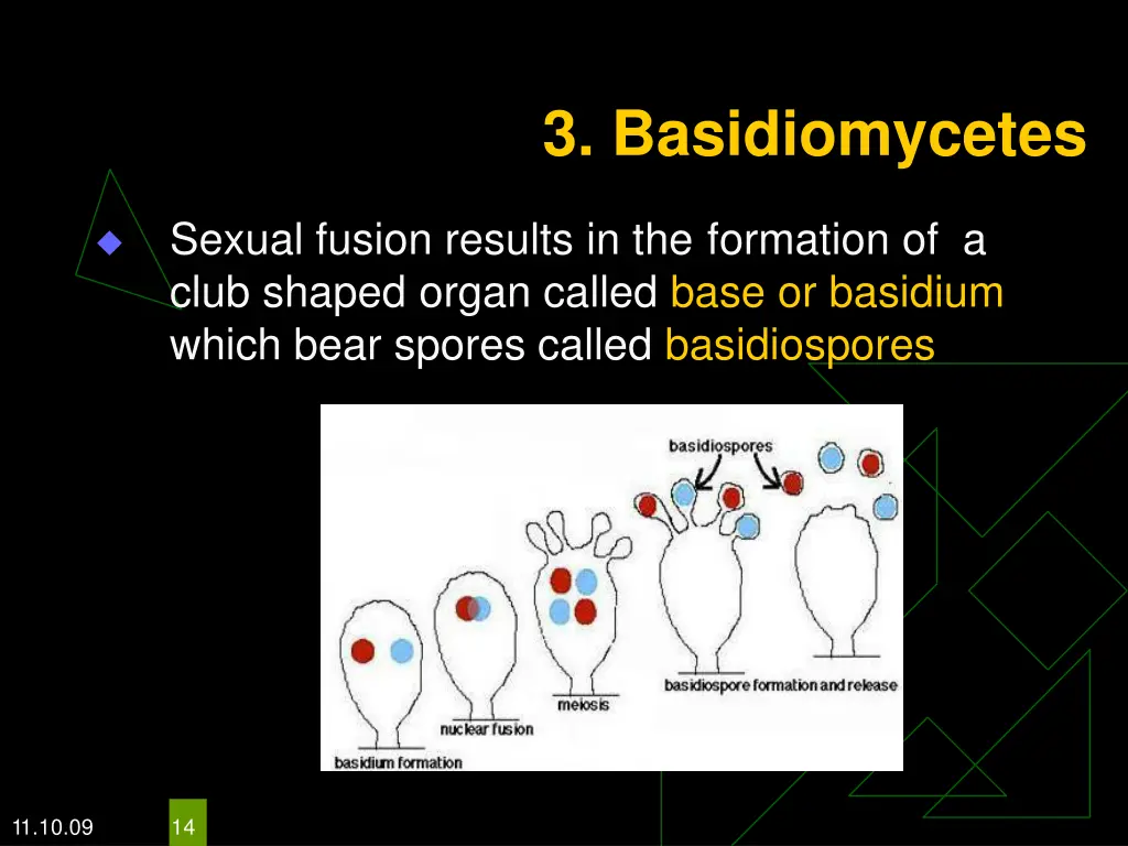 3 basidiomycetes