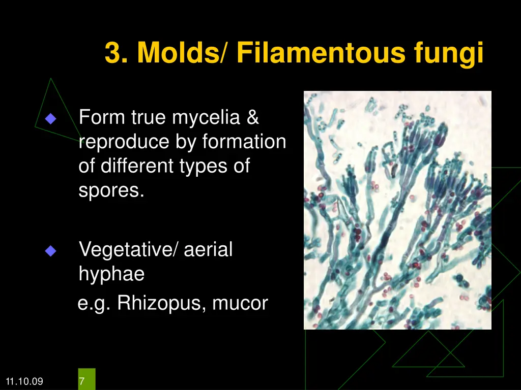 3 molds filamentous fungi