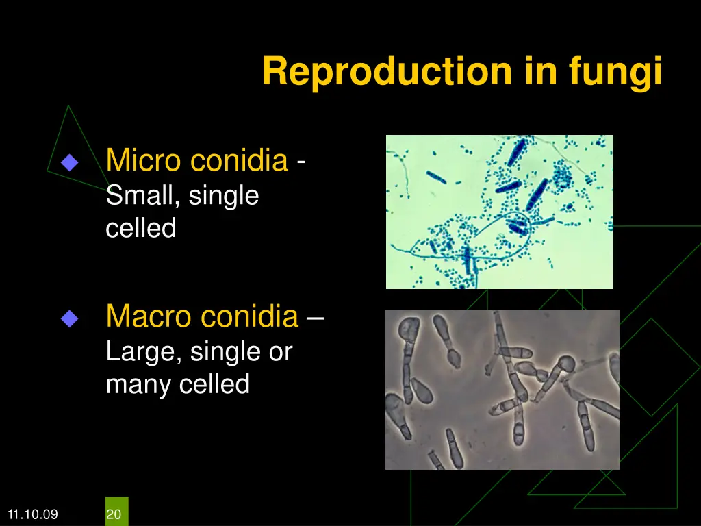 reproduction in fungi 1