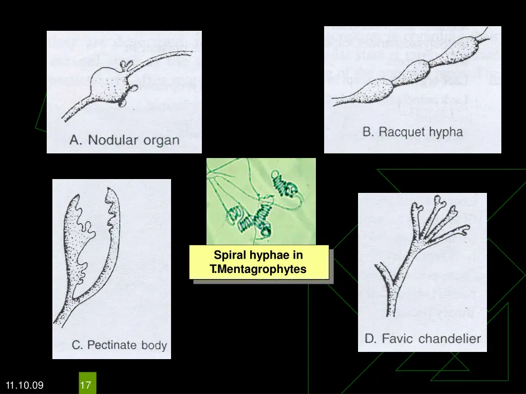 spiral hyphae in t mentagrophytes