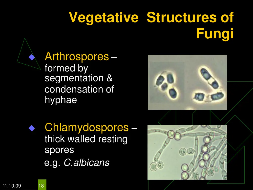 vegetative structures of 1