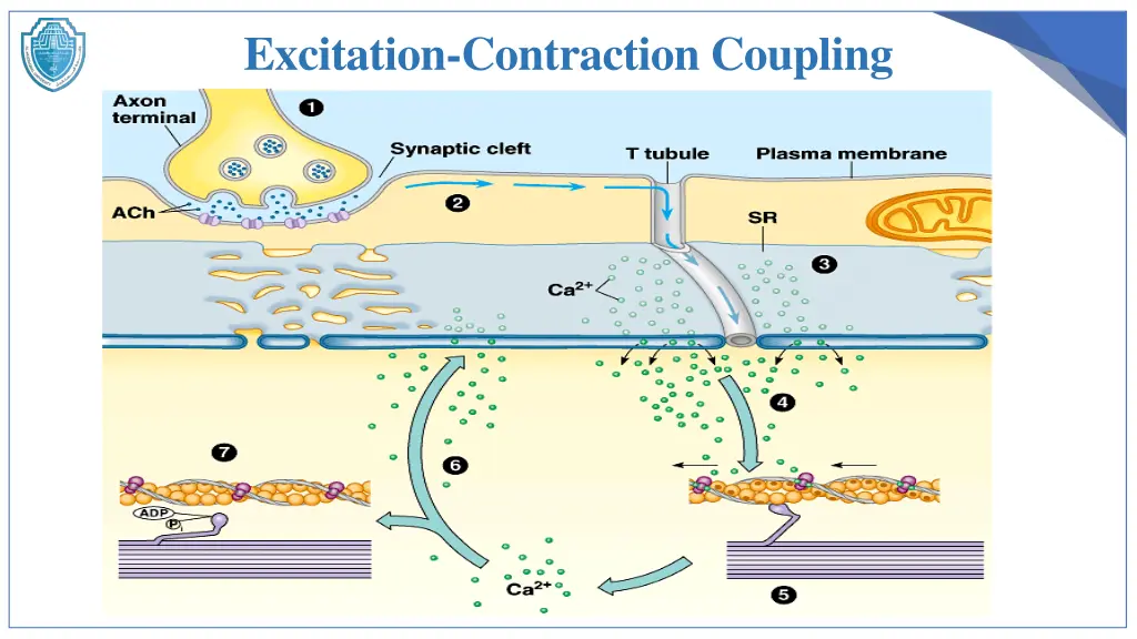 excitation contraction coupling 1