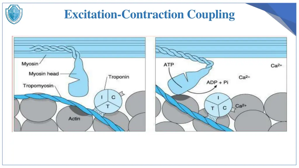excitation contraction coupling 2