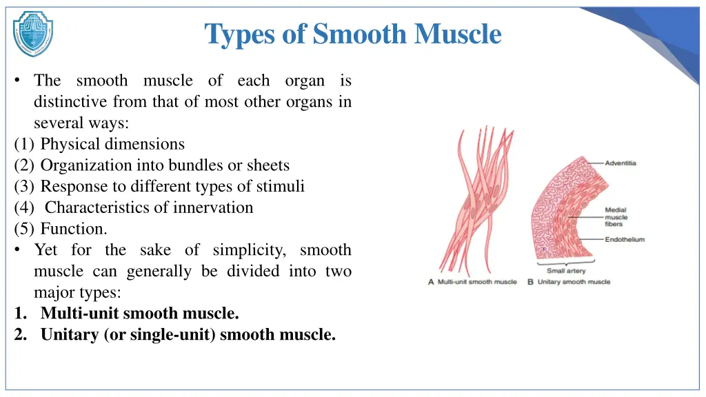 types of smooth muscle