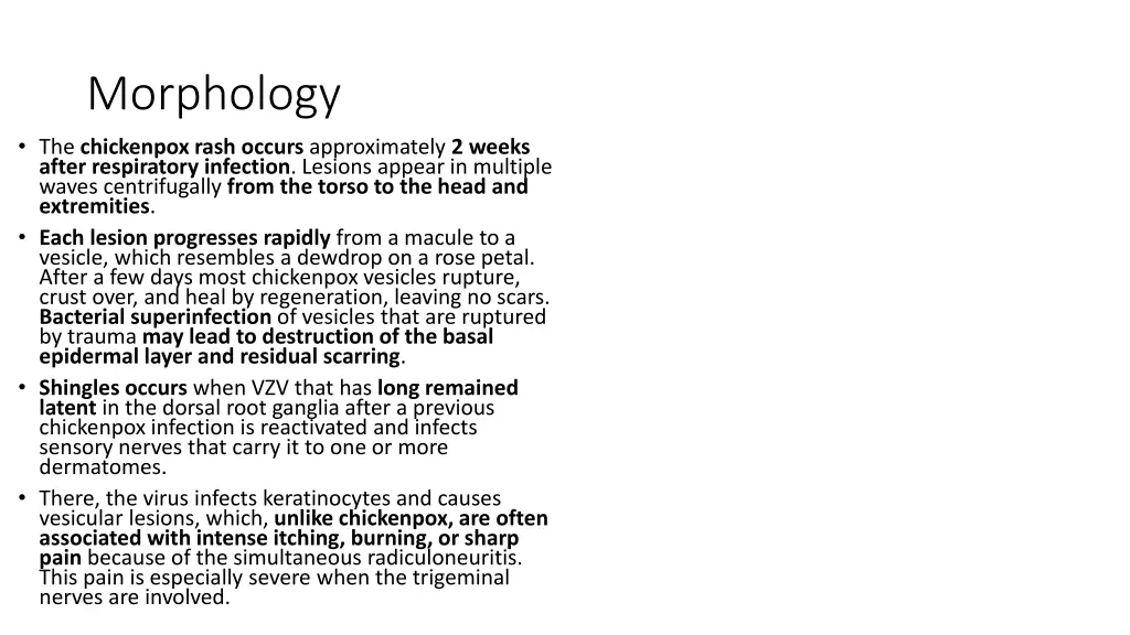 morphology the chickenpox rash occurs