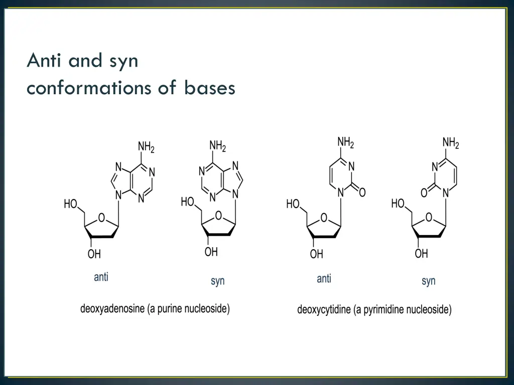 anti and syn conformations of bases