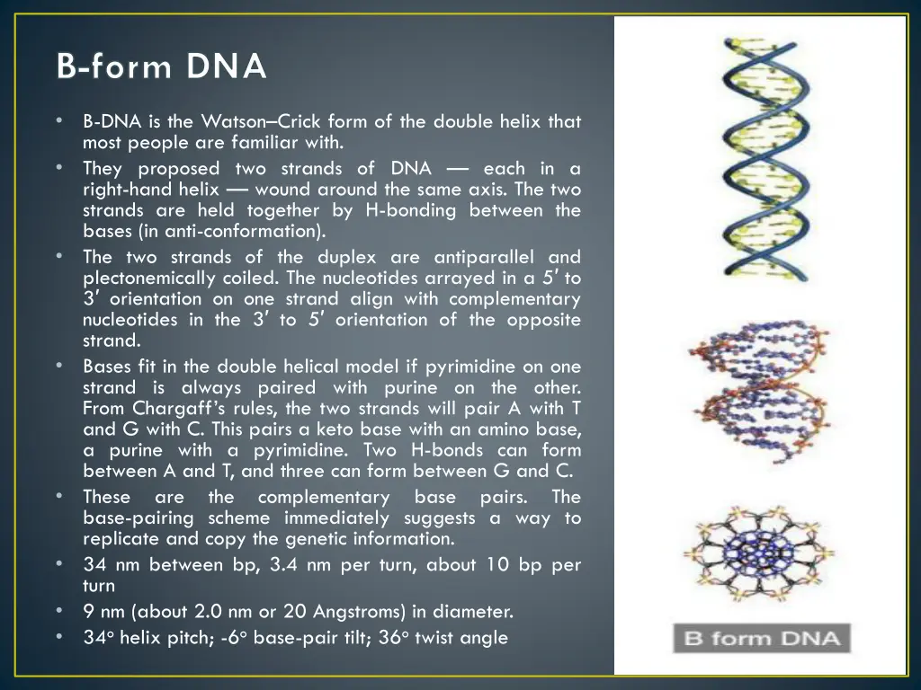 b form dna