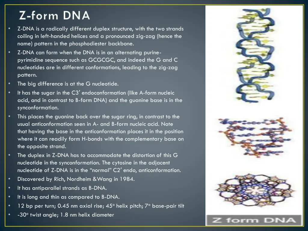z form dna z dna is a radically different duplex