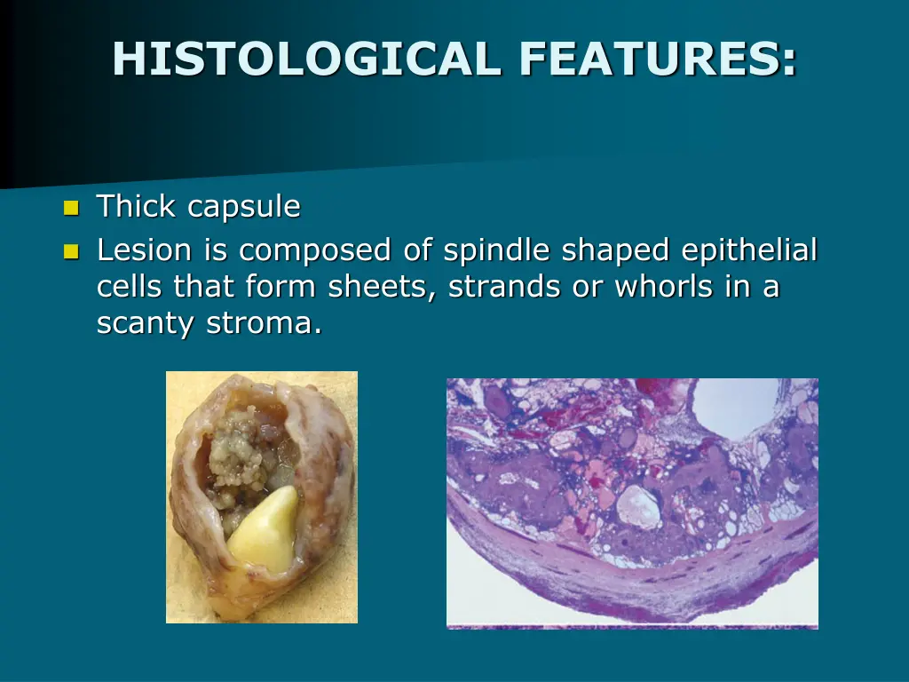 histological features