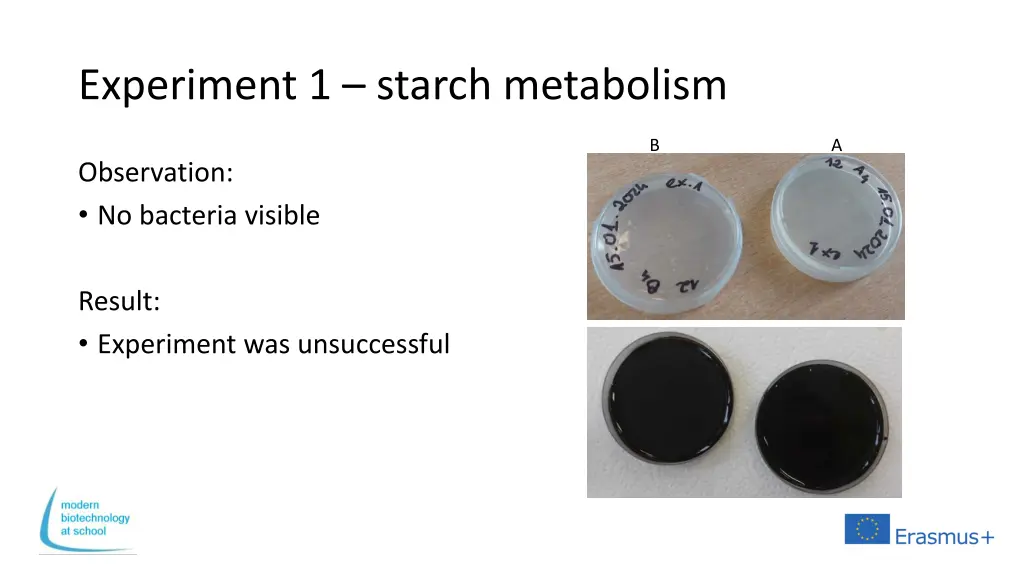 experiment 1 starch metabolism