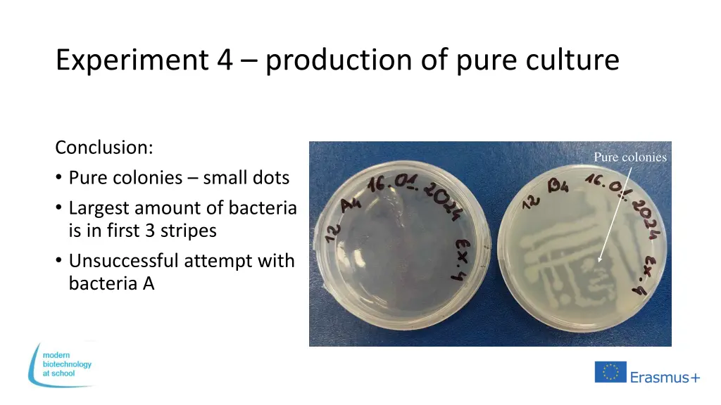 experiment 4 production of pure culture