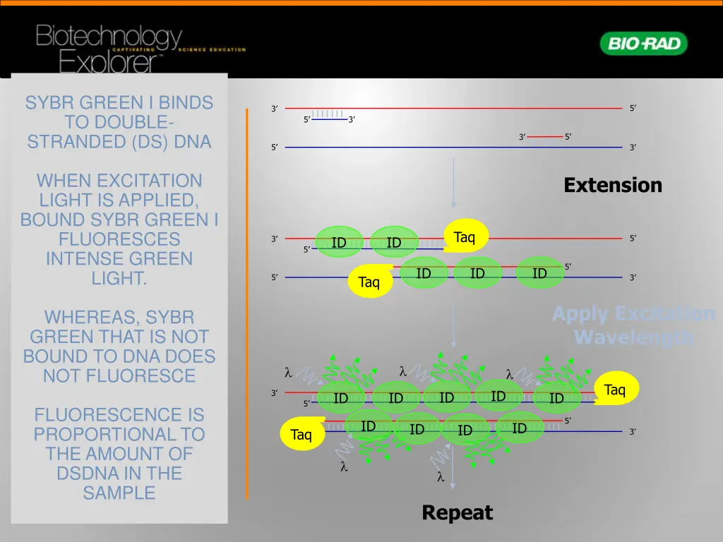 sybr green i binds to double stranded ds dna