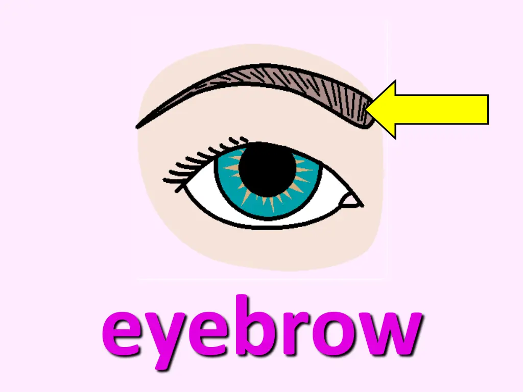 eyebrow