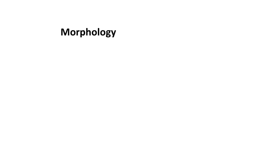 morphology