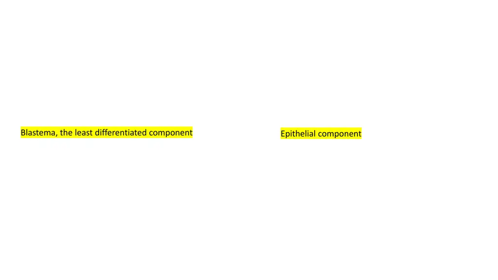 blastema the least differentiated component