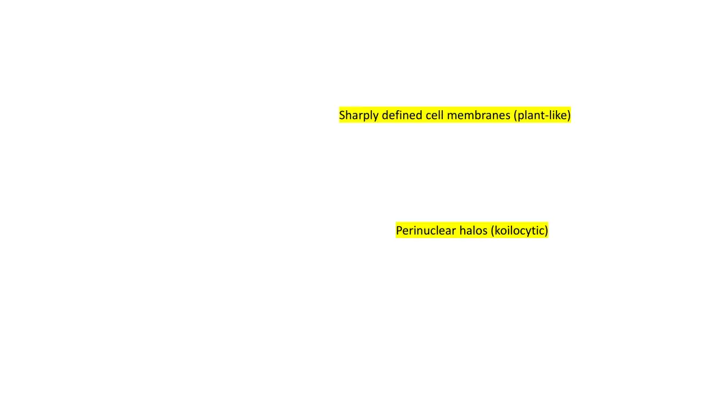sharply defined cell membranes plant like