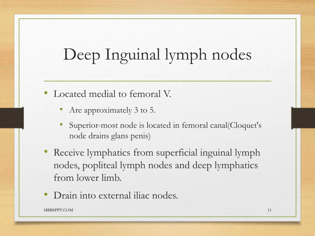 deep inguinal lymph nodes