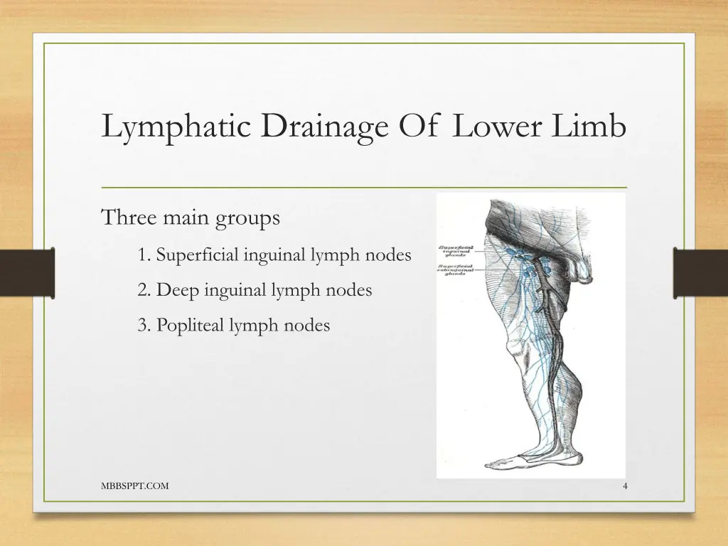 lymphatic drainage of lower limb 2