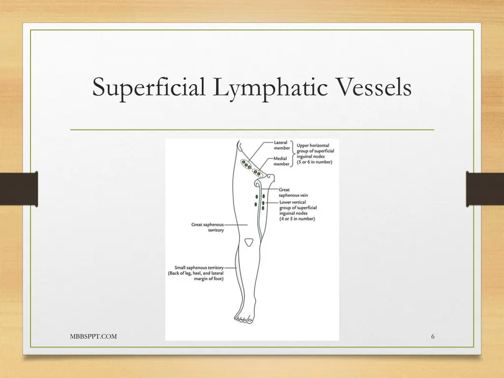 superficial lymphatic vessels 1