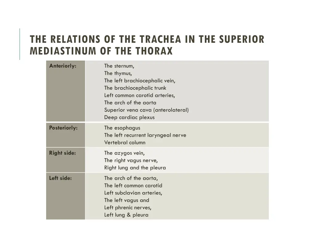 the relations of the trachea in the superior