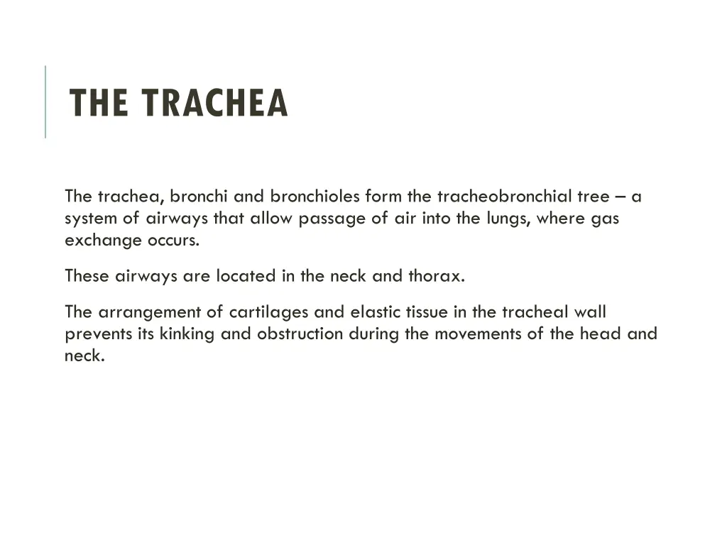 the trachea 1