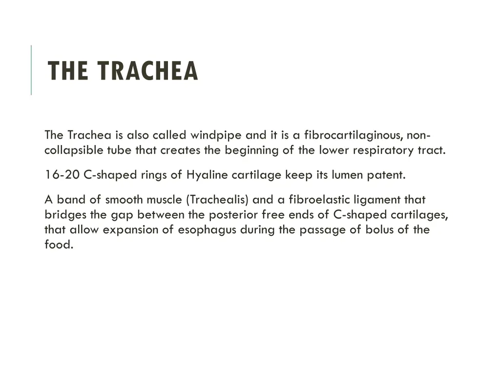 the trachea