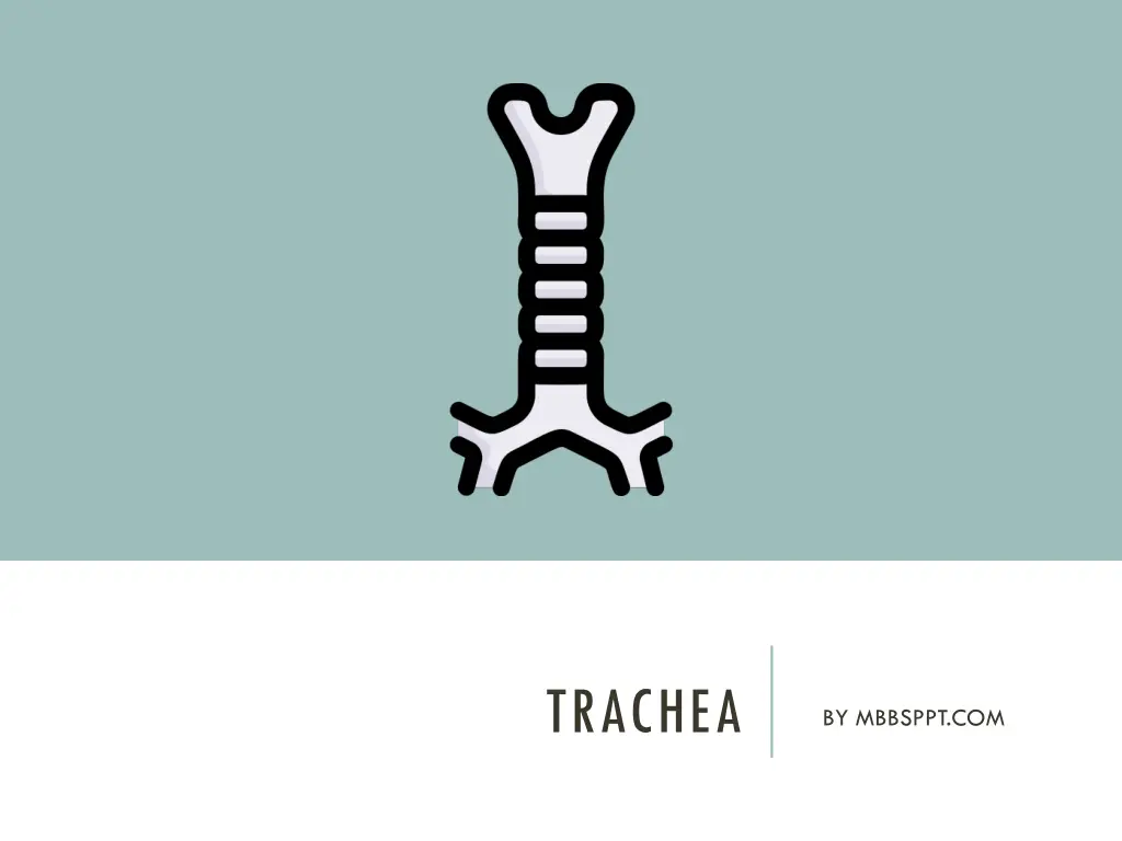 trachea