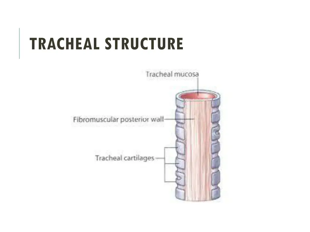 tracheal structure