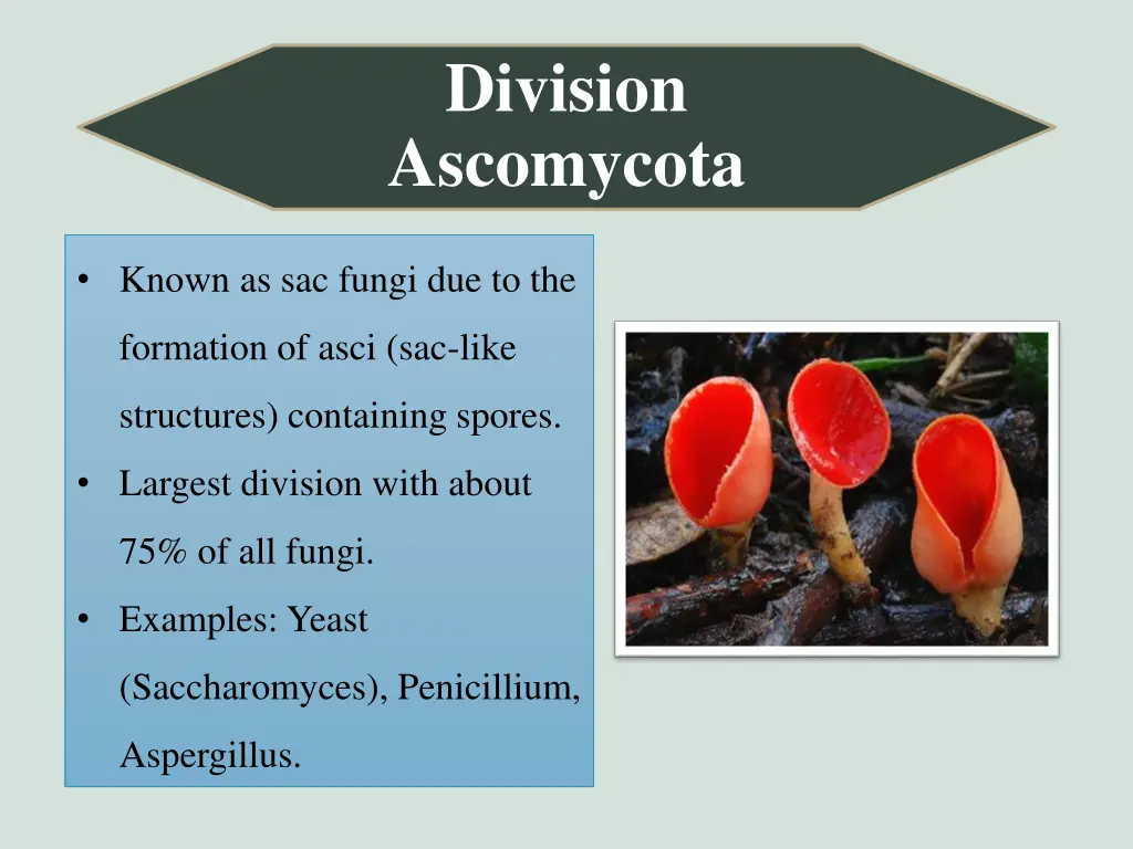 division ascomycota