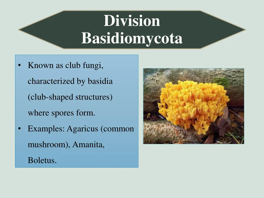 division basidiomycota