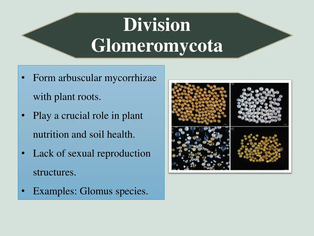 division glomeromycota