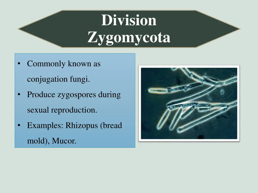 division zygomycota
