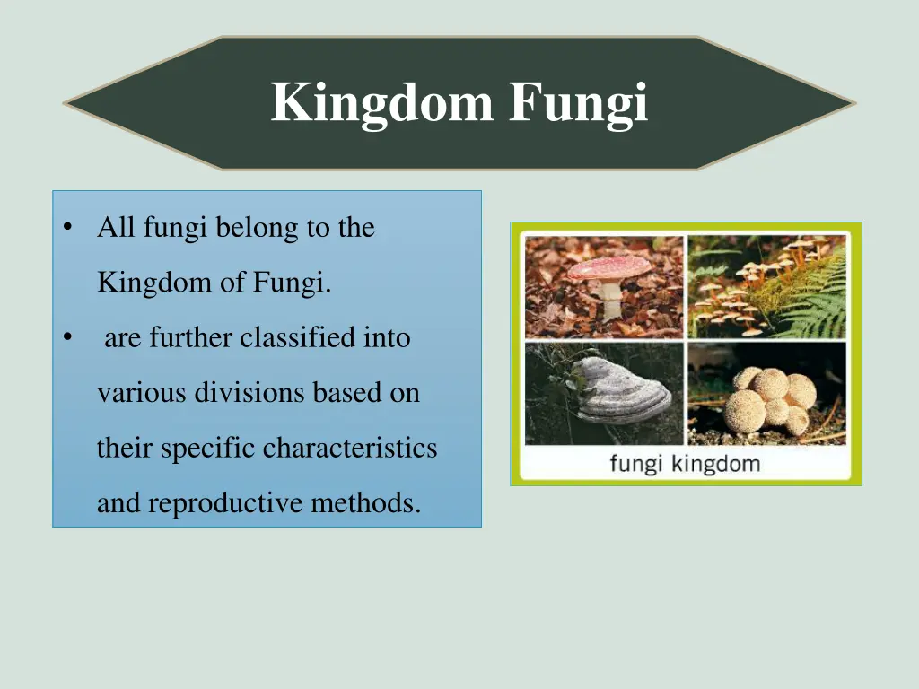 kingdom fungi