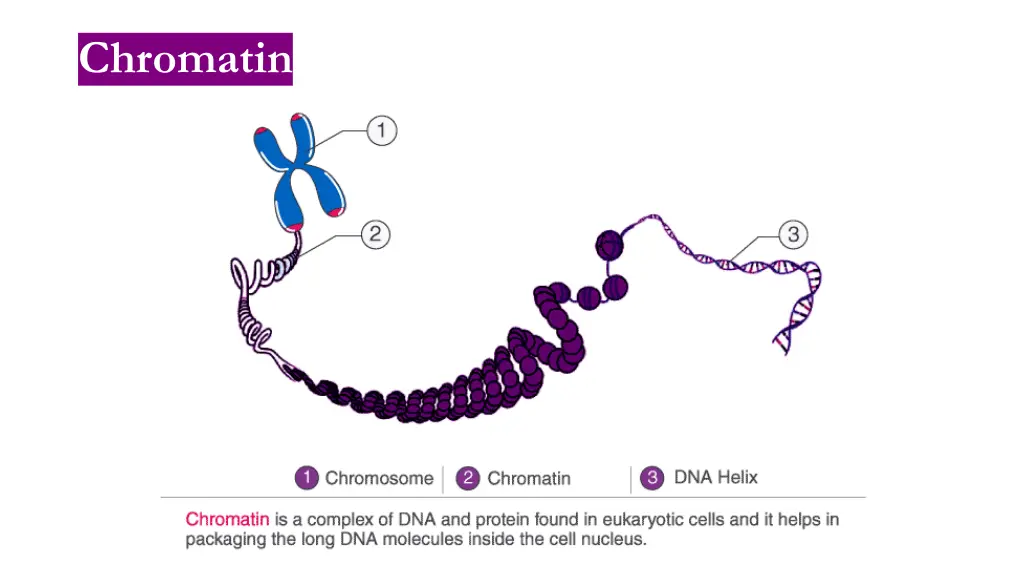 chromatin